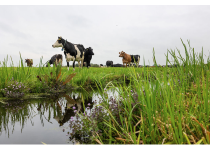 Serbia: Methane-reducing feed additive based on brown algae