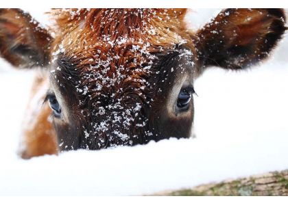 Mongolia’s brutal winter threatens livestock feed and cattle