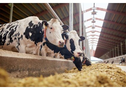 Growing resistance to antimicrobials in dairy cows in the US