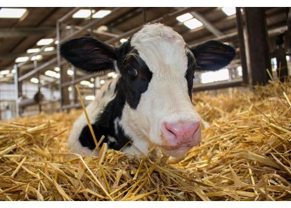 Controlling calf coccidiosis through coccidiostats