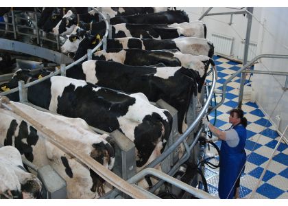 Ukraine milk production set to shrink