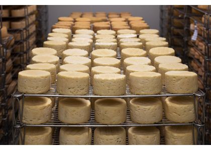 Russia’s largest cheese operation nears completion