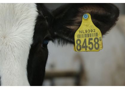 Value of microalgae in dairy calves