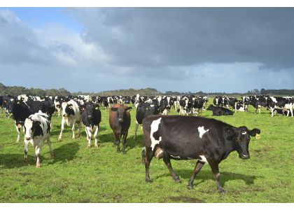 Australia: Dairy farm fund for sustainability improvements