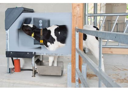 Higher milk yield through calf metabolic programming