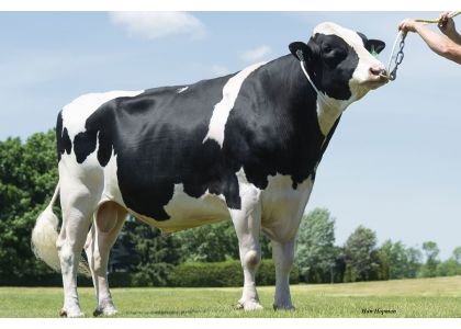 Cattle breeding for better disease management