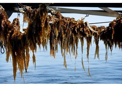 Seaweed: A potential feed for ruminants