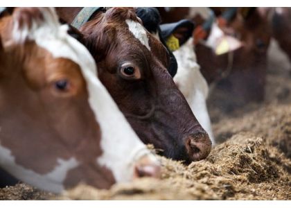 Indian startup tackles low productivity at dairy farms