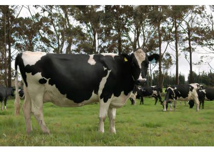 New Zealand’s dairy sector in desperate need of workers