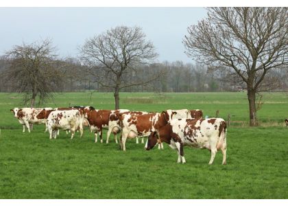 Virtual fencing and cattle welfare explored