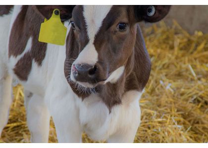 Cloned dairy cows – what’s the situation?