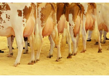 Economics of mastitis control in dairy cows