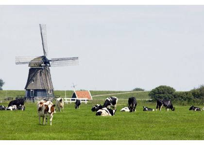 The Netherlands: Nitrogen should be slashed 70% in key areas