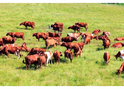 Boosting dairy farm resilience with precision screening